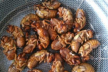 娱乐吃瓜酱知了,揭秘知了背后的故事与魅力