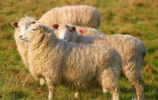 羊了个羊娱乐吃瓜大s,大S的跨界魅力与话题热度