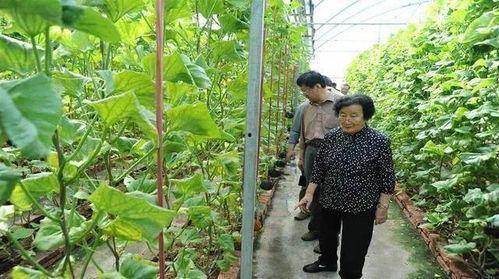 娱乐吃瓜小将配音是谁,揭秘配音界新晋实力派