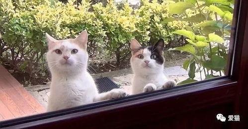 吃瓜娱乐酱流浪猫